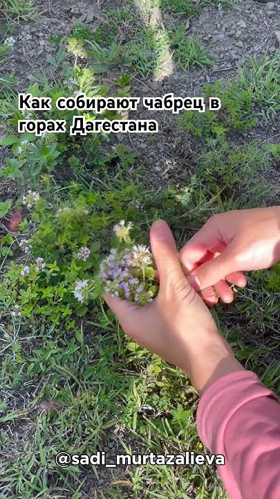 #дагестан #природа #цветы #горы #чай - YouTube