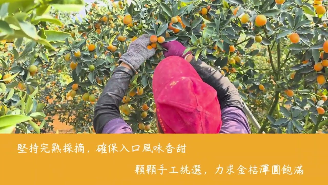 2026年的日本金桔(日本甜桔)果園直擊，再一次來到松柏嶺的專業網室，今年生長的真不錯，喜愛的朋友們，千萬別錯過。