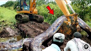Warga Kalimantan Gempar!! Sosok Ular Raksasa Penunggu Hutan Berhasil Ditangkap!