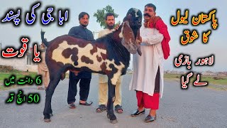 GIANT SIZE BREADER BUCK OF PAKISTAN WITH PEDIGREE & OLD BLOODLINE FEATURES (YAQOOT)