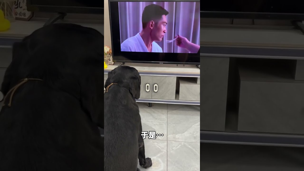 Dog Can T I Drink This Water Cute Pet Debut Plan Dogs Become Stings Thoughts Are Wri P24