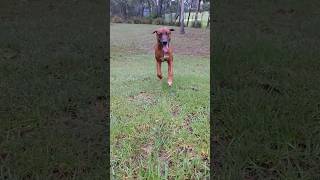 My Ridgeback Loki is so awesome.. when he's happy  (slow motion) #ridgeback #dog #australia