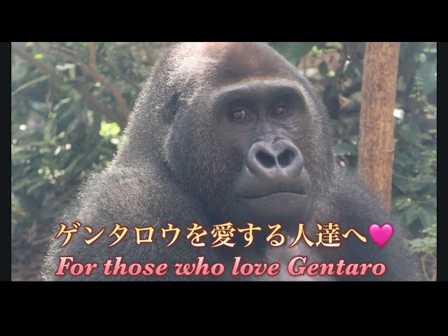 Gorilla⭐️So cute! This video is for people who love Gentaro the