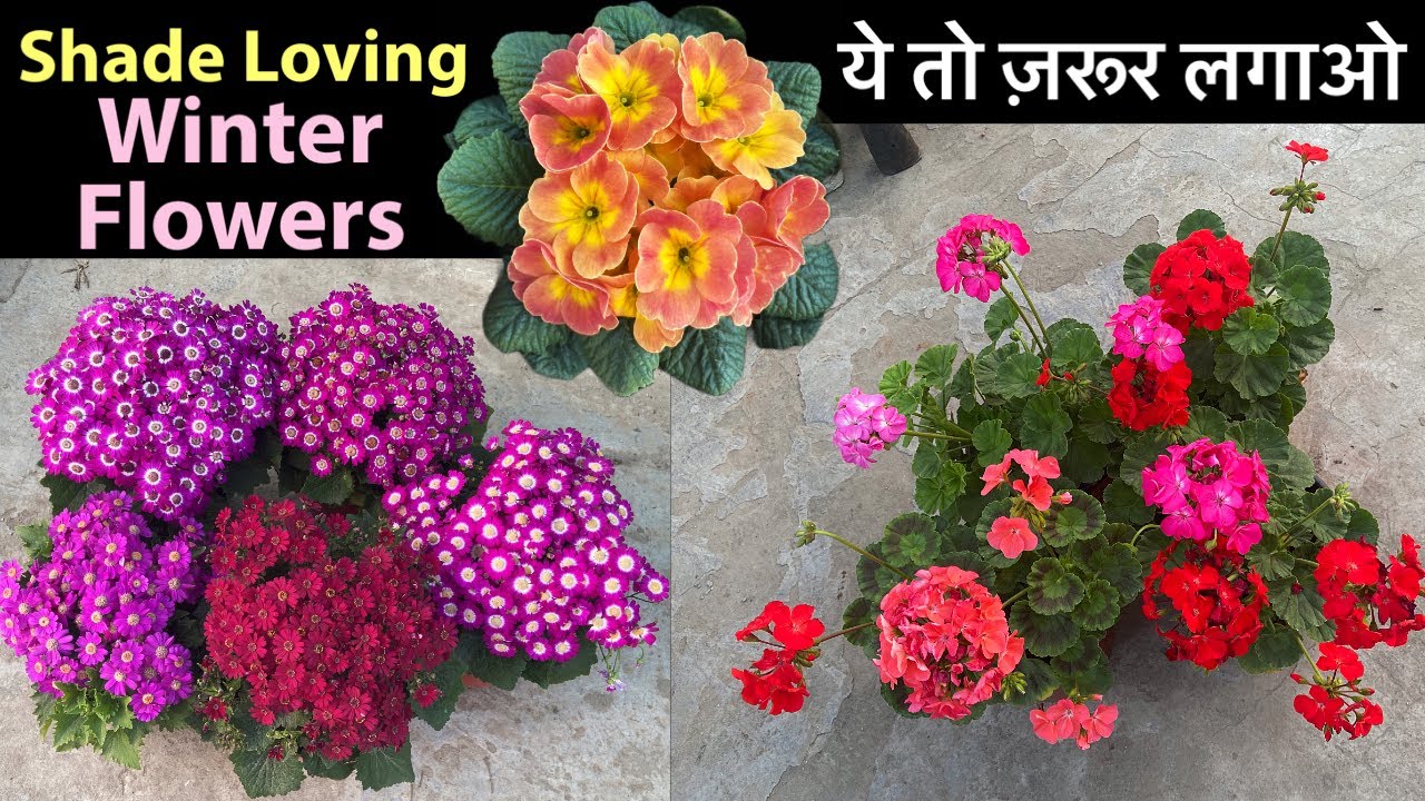 Grow These Best Shade Loving Flowers In Winter Flowering Plants For