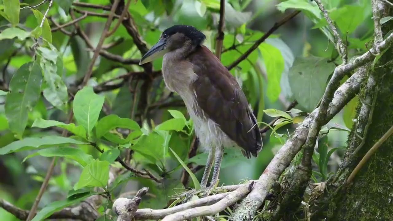 Boat-billed heron, Bladen Nature Reserve, Belize