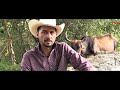 ¡ADELANTO! DOCUMENTAL, CRIANDO TOROS DE REPARO AL ESTILO 100% MEXICANO