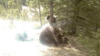 Медведи тусят вокруг дерева