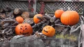 Jack-o-lantern Halloween Accident! - Overheard in a pumpkin patch!
