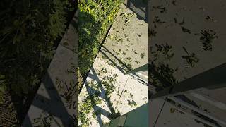 Hedge Trimming On A Ladder