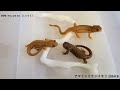 シリケンイモリ2024CB 給餌1080p画質ver