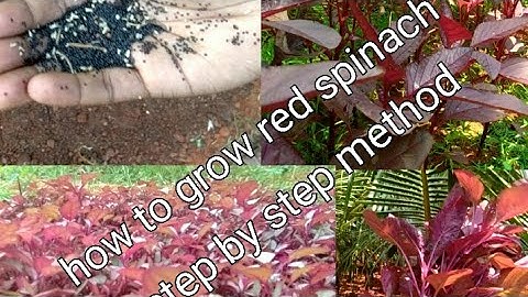 how to grow red spinach /step by step method /harvesting