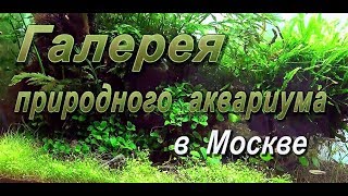 Галерея природного аквариума в Москве/NA Gallery in Moscow 2017 Галерея природного аквариума в Москве/NA Gallery in Moscow 2017