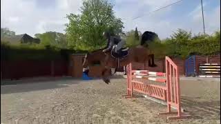 Oolandra | Horses for Sale | Ref 421943
