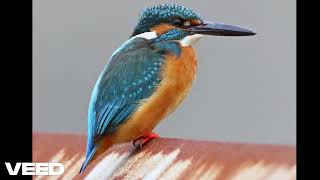 Common Kingfisher - Calls screenshot 3