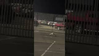 Seagull Evades a Fox but Gets Recaptured