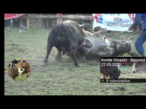 BIKAN vs BIZON - Korida Omazici-Banovici 27.03.2022 god.