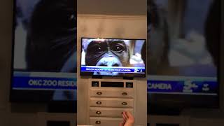 KOCO’s anchor apologizes for saying black co-anchor looks like baby gorilla…