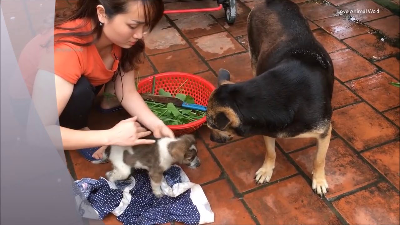 Rescue Dog Train Accident eyes full of tears begging for help, Now Watch His Transformation