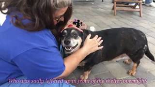 Meet Master -  Penbroke Welsch Corgi Beagle Mix