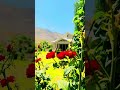 Ya Ali Madad #related #with #ismailimuslim #muslims #motivation #duet #home