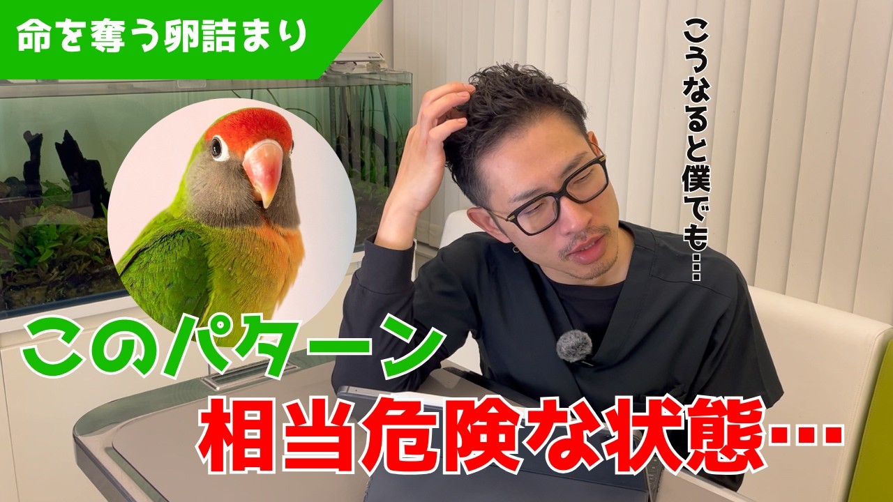 【質問コーナー】文鳥が亡くなってしまいました...あの時、私にできることはあったのでしょうか…インコは1～2週間放鳥できなくても大丈夫？などにお答えしました！