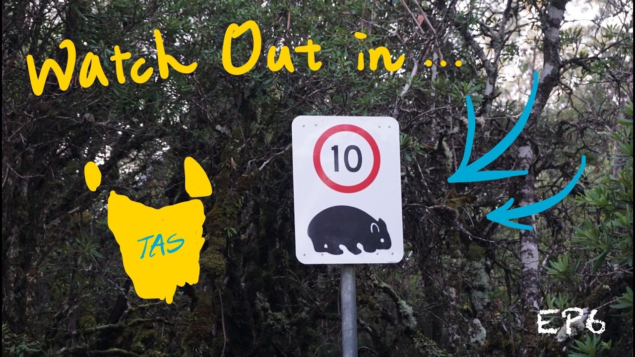 🇦🇺 塔斯馬尼亞 EP6 | 和我一起澳式英聽大挑戰、塔斯馬尼亞惡魔的午餐、萌袋鼠嚼嚼嚼、笑翠鳥和「偽」笑翠鳥、爸爸在旅程中的即興發揮、我們到搖籃山了！