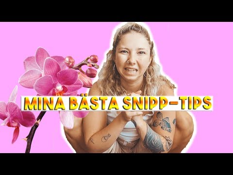 Video: Vad är Det Bästa Sättet Att Beta Svampar