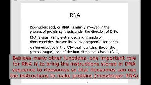 Bio 111 Chapter 3. Biomolecules Part 5. Nucleic Acids