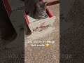 Kitty relaxing in my old toy ❤ #kittytime #cat #cattime #catvideos #kitty