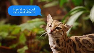 Saving Small Wild Cats in Wild Places by Big Cat Rescue 911 views 9 days ago 1 minute, 11 seconds