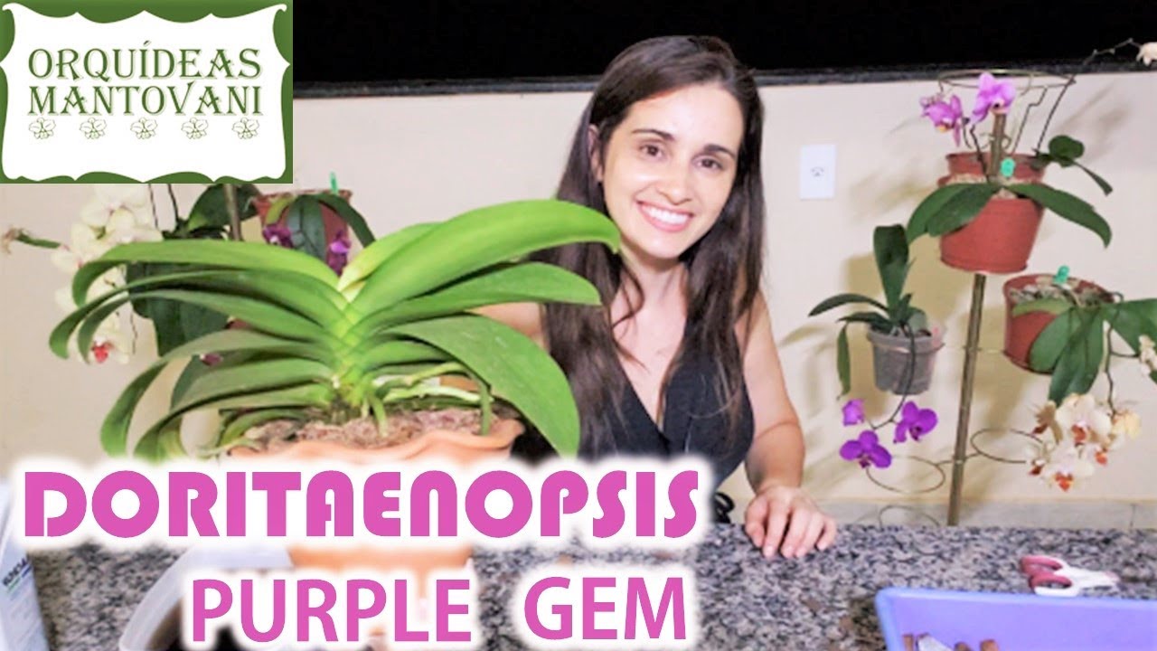 DORITAENOPSIS Purple Gem. Replantio no vaso de barro. - thptnganamst.edu.vn