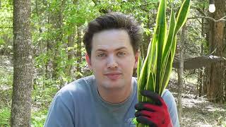 yucca cane plant care Yucca Cane | Full Grown Options