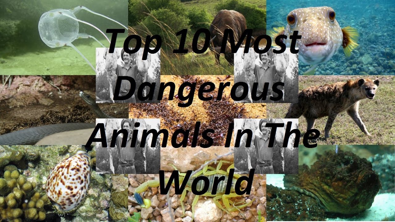 The most Dangerous animal in the World. Animals in Danger. Animals in Danger text. Animals in Danger Temple.