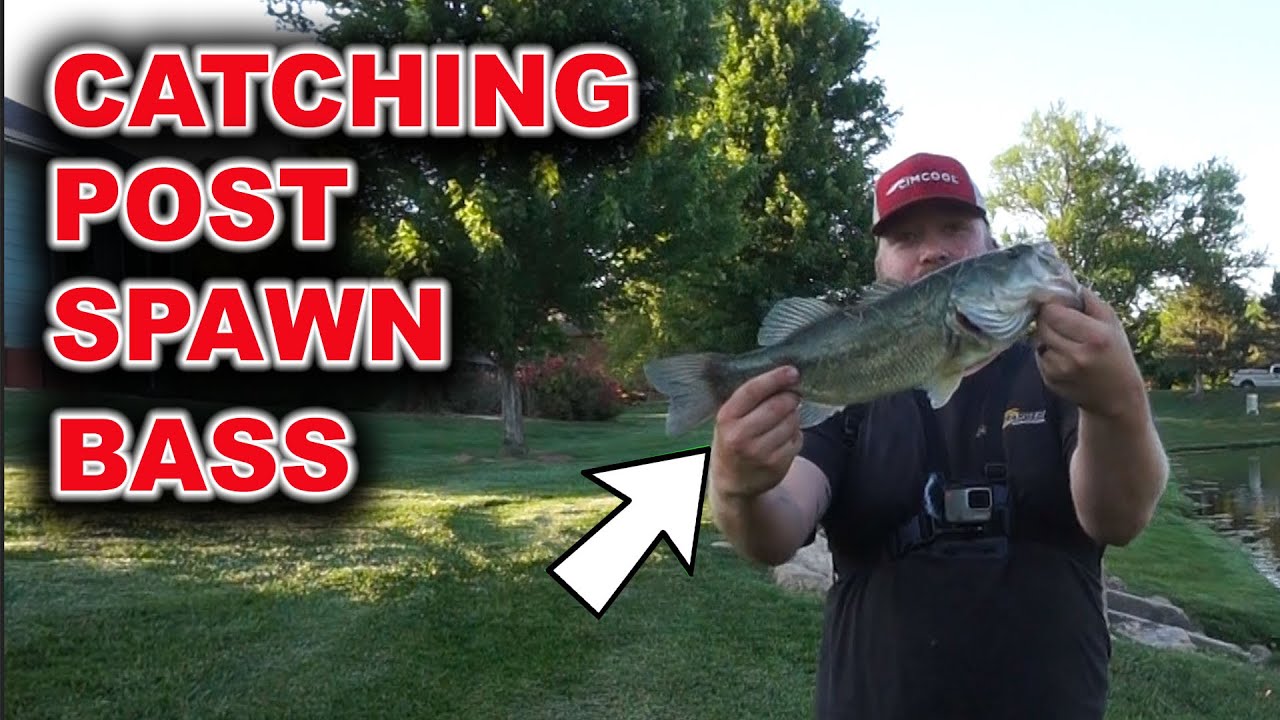 Catching Giant Post Spawn Bass In Wichita Kansas YouTube