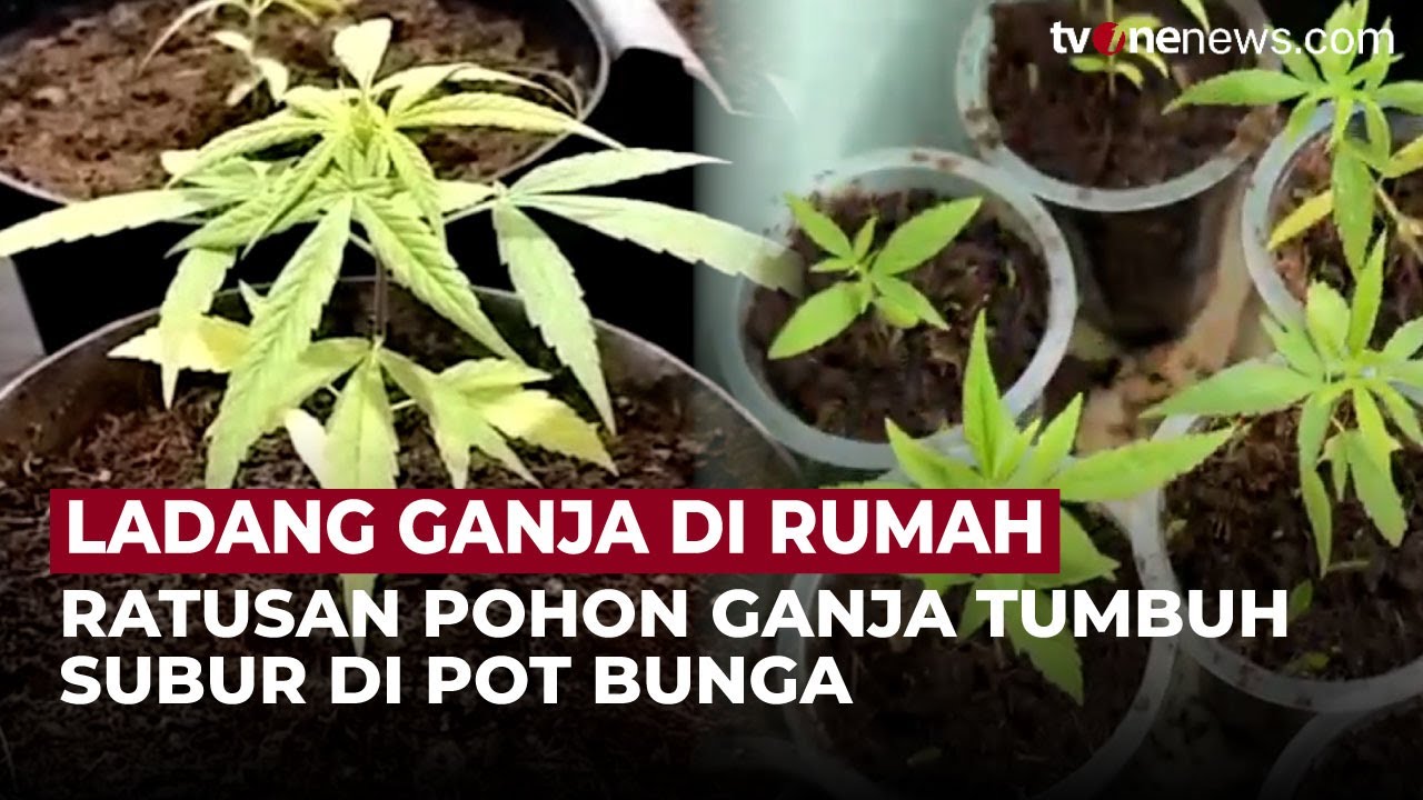 Gerebek! Pegawai Desa Garut Terciduk Tanam 128 Pohon Ganja di Pot Bunga | OneNews Update