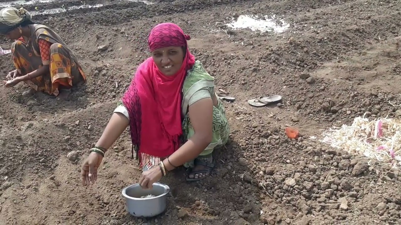 आज बघा आम्ही सासु-सुना कांदा, लसुण लागण करायला लागलो🥰😍💫