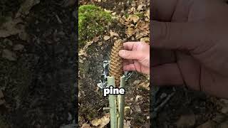 Turning a Pine Cone into a Lamp