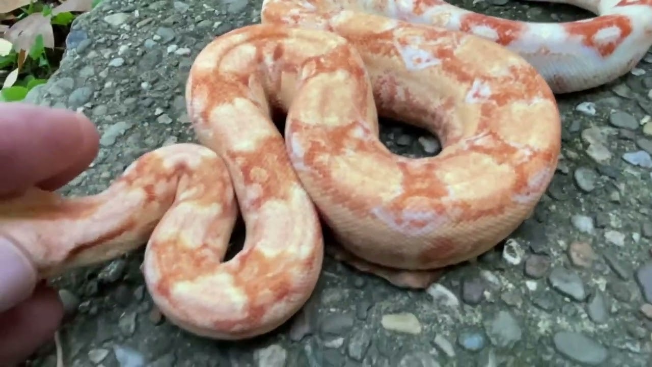 The New Way To Look At Purple Sharp Albino