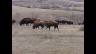 Bulgarian buffalo farm in the village of Orlov dol-Бизони в село Орлов Дол