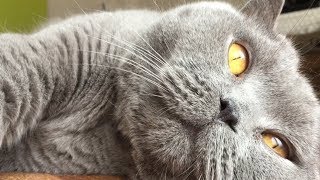 Coconut. Blue British Shorthair  Cuddly Bear