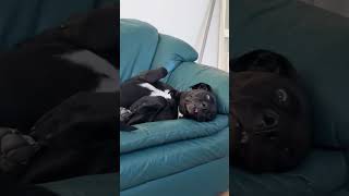 Funny Dogs #Funny #Cute #Dogs #Trending #Pets #ForYou #TikTok