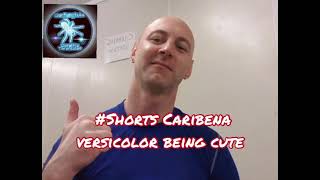 Caribena Versicolor Being Cute