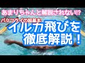 #45【バタフライ】水中の体さばきの基本練習イルカ飛びをしっかり解説！【水泳】