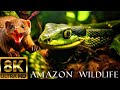 Cobra VS Mongoose Love Nature Wildlife Animals Ultra Hd 8K VIDEO Amazon WildLife Nature Cobra VS Mongoose Love Nature Wildlife Animals Ultra Hd 8K VIDEO Amazon WildLife Nature