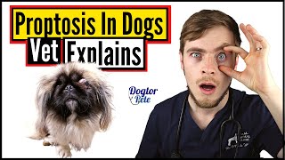 What To Do When Your Dog's Eye Popped Out? HURRY! | Vet Explains