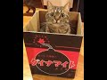 【ストラクチャ】三尖弁置換しようと思ったら、ペースメーカリードが入ってた！