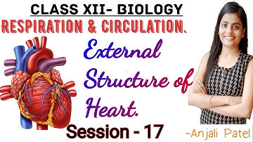 Class XII Biology - Respiration and Circulation : 8.13- Heart: External structure of Heart.