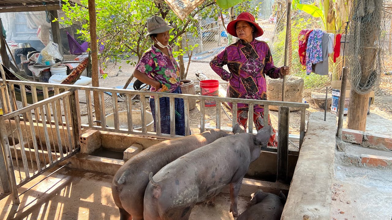 តម្លៃជ្រូកហក់ឡើងថ្លៃ ជុំរុញទឹកចិត្តកសិករអោយមានការចាប់ផ្តើមចិញ្ចឹមសត្វឡើងវិញ🐷