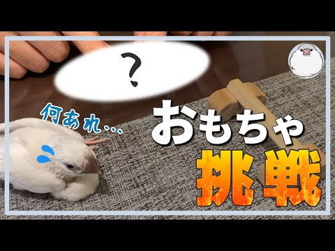 おもちゃに挑戦【Java sparrow】