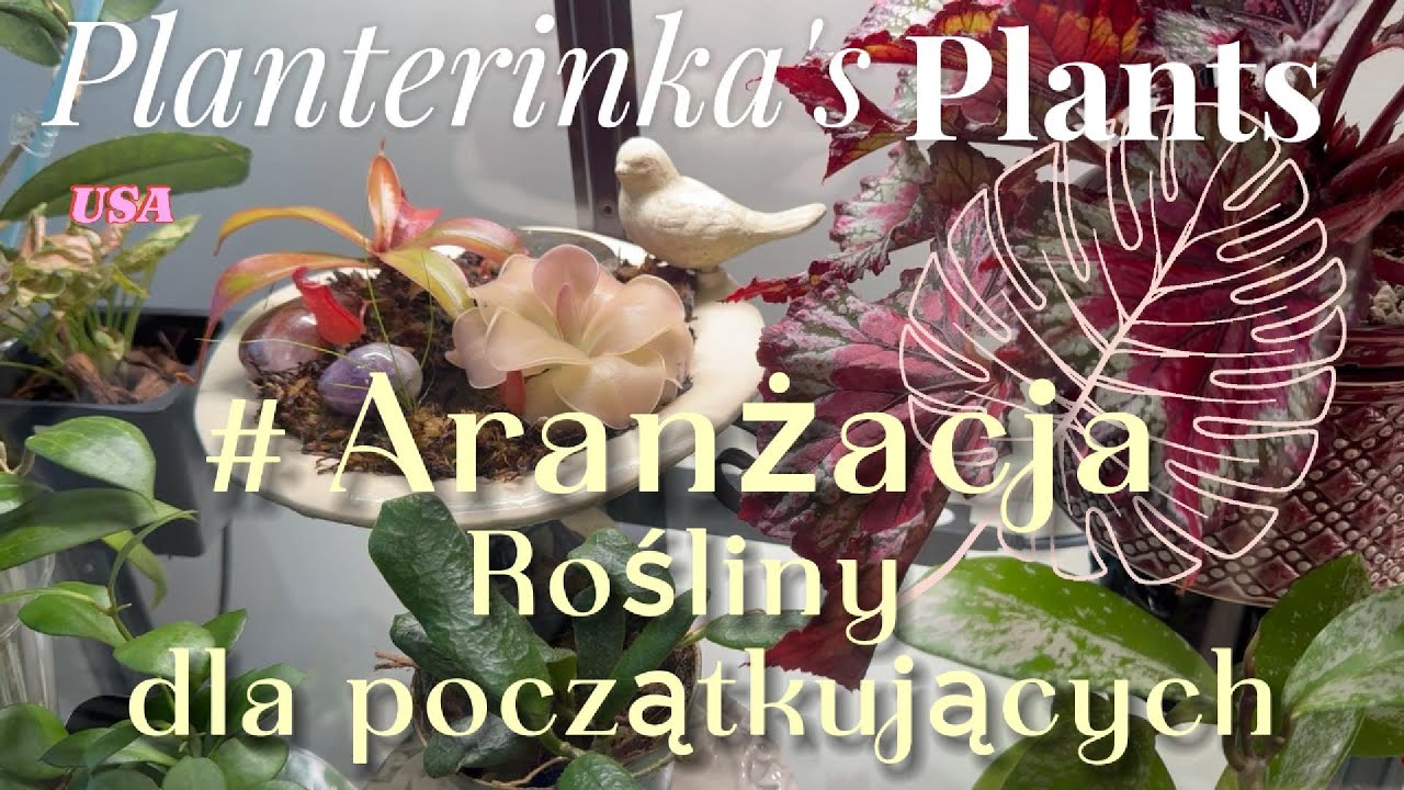 Jak aranżować rośliny w domu? Zasady i rośliny domowe dla początkujących